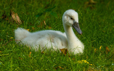 Cute swan nestling sitting in green grass in the lawn