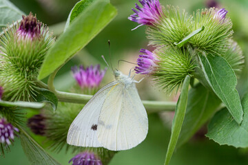 Close up of cabbage butterfly on common burdock plant