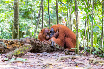 Orang Utan in the rainforest of Gunung Leuser Nationalpark in Sumatra Indonesia - obrazy, fototapety, plakaty