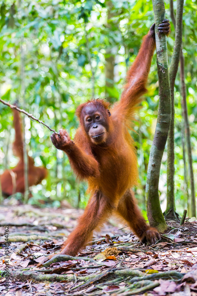 Wall mural Orang Utan in the rainforest of Gunung Leuser Nationalpark in Sumatra Indonesia