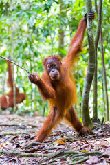 Naklejka premium Orang Utan in the rainforest of Gunung Leuser Nationalpark in Sumatra Indonesia