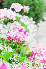 pink and white flowers