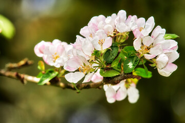 Fototapeta na wymiar Closeup of paradise apple flowers growing on green tree stem or branch on sustainable orchard countryside farm with bokeh background. Farming fresh and healthy for organic agriculture