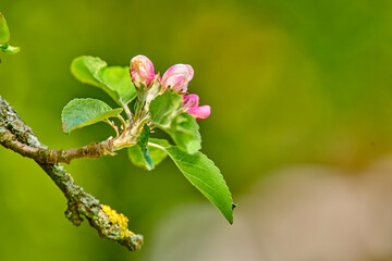 Malus pumila flower in a garden in summer. Beautiful and flourishing flowering plants open up and blossom on a flowerbed on a lawn in spring. Plants and flowers blooming in a botanical backyard