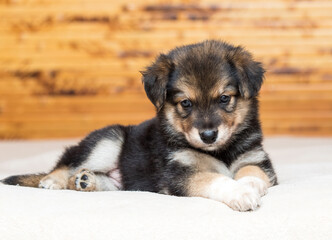 mongrel puppy lies on the couch