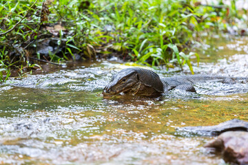 Monitor lizard in Bukit Lawang Indonesia Sumatra