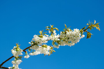 Closeup view of sweet cherry blossoms on a branch against a blue sky and copy space from below....