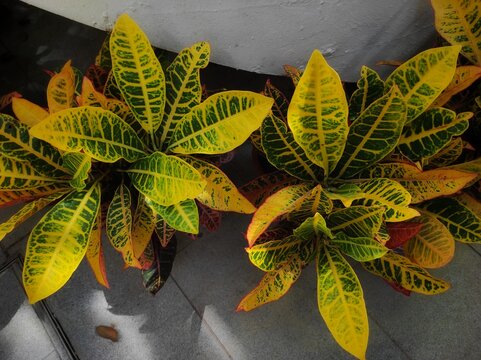 Codiaeum variegatum or Garden croton is a popular garden ornamental plant in the form of shrubs with very varied leaf shapes and colors.