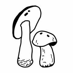 Illustration of mushrooms growing in the forest. Hand drown mushroom. Doodle illustration mushroom. Forest poisonous mushroom, Medicinal plant.