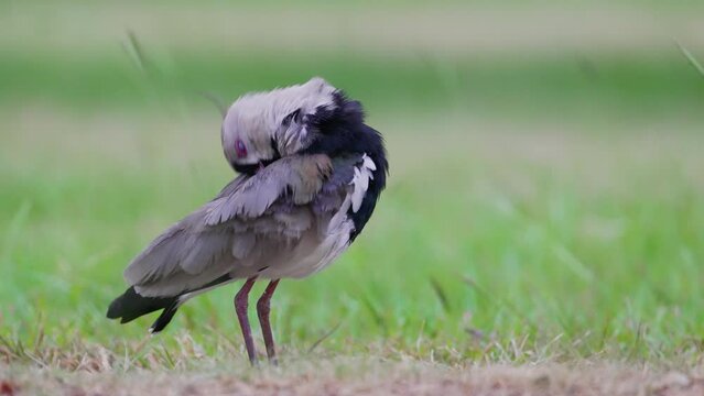 Wild shorebird southern lapwing, vanellus chilensis preening and cleaning its wing with its beak on a windy day at ibera natural region, Argentina