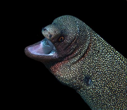 Goldentail Moray Eel on black background