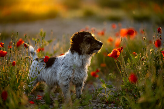 dog at dawn.  Cute small Jack Russell Terrier in front of beautiful colored sunset or sunrise on a poppy field