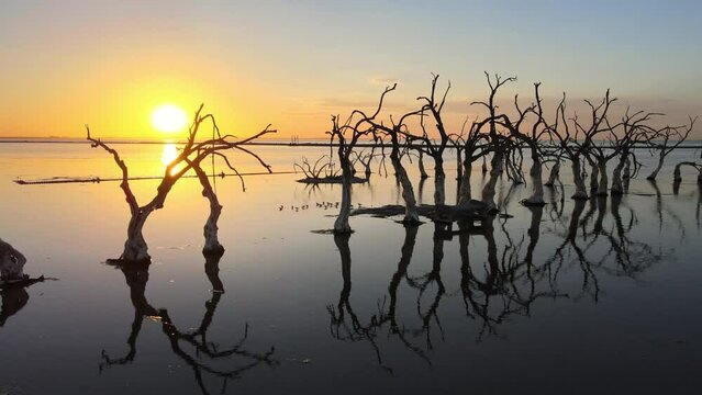 Perfect water surface reflection of dead twisty trees in flooded town, sunset
