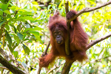 Orang Utan in the rainforest of Gunung Leuser Nationalpark in Sumatra Indonesia