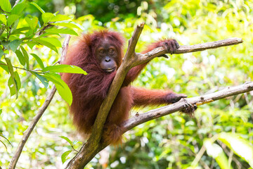 Orang Utan in the rainforest of Gunung Leuser Nationalpark in Sumatra Indonesia