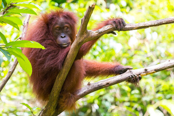Orang Utan in the rainforest of Gunung Leuser Nationalpark in Sumatra Indonesia