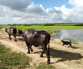 Bangladeshi two buffaloes or domestic Asian water buffalo, black buffalo