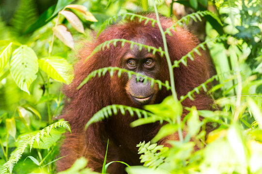 Orang Utan in the rainforest of Gunung Leuser Nationalpark in Sumatra Indonesia