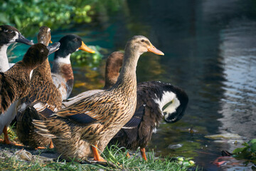 Group of Indian Runner ducks (Anas platyrhynchos domesticus) drying themselves near edge of a pond, littered with plastic garbages. At a suburban area of West Bengal, India.