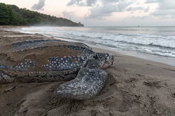  Close-up of a leatherback turtle laying her eggs during Trinidad and Tobago's nesting season. Shot in Grande Riviere at dawn. Sea turtle crawls back to the sea during a gorgeous sunrise. © Jade