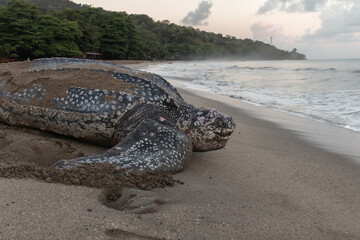 Close-up of a leatherback turtle laying her eggs during Trinidad and Tobago's nesting season. Shot...