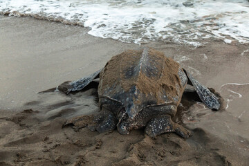 Close-up of a leatherback turtle returning to the sea after laying her eggs during Trinidad and Tobago's nesting season at sunrise. Shot in Grande Riviere at dawn.