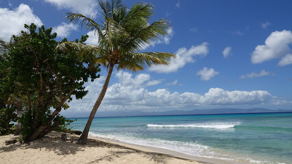 palm tree on a Caribbean beach