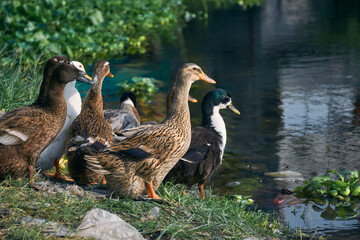 Group of Indian Runner ducks (Anas platyrhynchos domesticus) drying themselves near edge of a pond, littered with plastic garbages. At a suburban area of West Bengal, India.