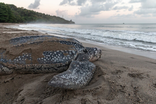 Close-up of a leatherback turtle laying her eggs during Trinidad and Tobago's nesting season. Shot in Grande Riviere at dawn. Sea turtle crawls back to the sea during a gorgeous sunrise.