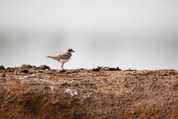 Little ringed plover on a lakeside standing
