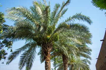 Fototapeta na wymiar Date palm tree in rows with unripen fruits 