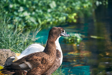 Group of Indian Runner ducks (Anas platyrhynchos domesticus) drying themselves near edge of a pond, littered with plastic garbages. At a suburban area of West Bengal, India.