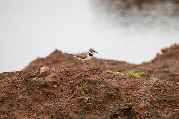 Fototapeta na wymiar Little ringed plover on a lakeside standing