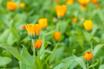 Orange marigold flowers against green natural background. Calendula officinalis flowers