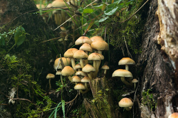 Wild Mushrooms growing on a tree