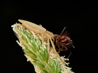 Tailed grass crab spiders. Monaeses paradoxus.