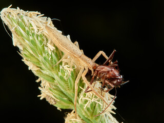 Tailed grass crab spiders. Monaeses paradoxus.