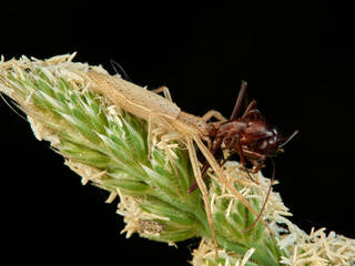Tailed grass crab spiders. Monaeses paradoxus.