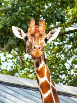 Giraffe close up photo in a zoo with green leaves background, cute giraffe face shot