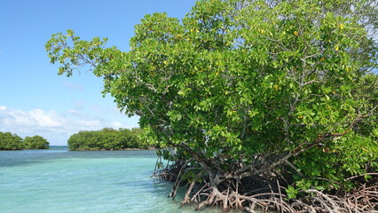turquoise lagoon of the Caribbean and its mangrove - obrazy, fototapety, plakaty