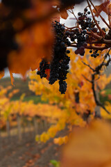 Vineyards autumn ripening. Ripe grapes, the concept of harvesting, winemaking. Colorful autumn background. Leaves in bright sunlight, selective focus. Blue purple grapes bunches among the leaves