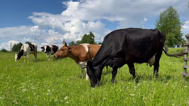 Farm cows graze on a green field and eat grass. Agriculture industry