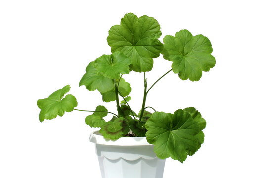 Geranium in a pot on a white background.