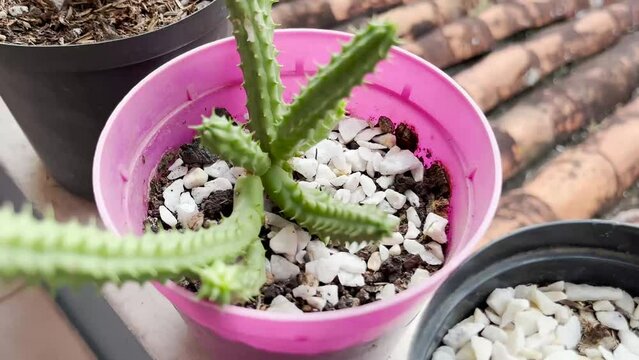 Mini cacti. small cacti in pots. Different types of cacti and succulents. Garden in the apartment. Plants for meditation.