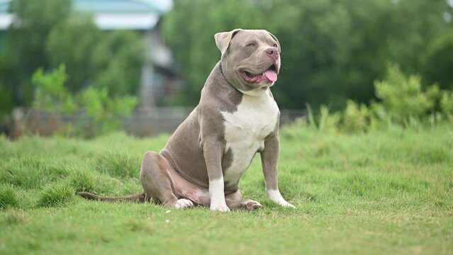 American Pitbull funny dog friend animal pet family 