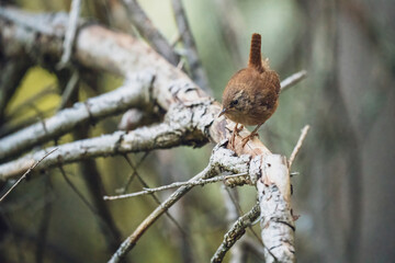 a eurasian wren, troglodytes troglodytes, is perching on a twig in the forest