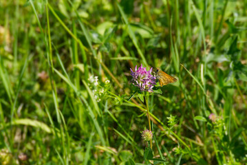Large Skipper butterfly (Ochlodes sylvanus) perched on a pink flower in Zurich, Switzerland
