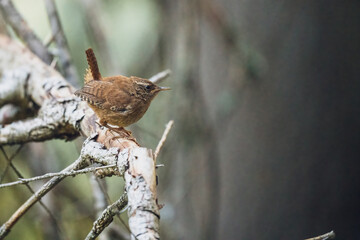 a eurasian wren, troglodytes troglodytes, is perching on a twig in the forest