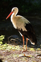 Storch steht auf dem Boden, blickt nach links. Er steht im Licht, der Hintergrund ist im tiefen Schatten. Die Kontraste sind sehr schön. 