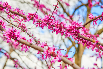 Vibrant pink flowers covering branches of cherry trees in spring